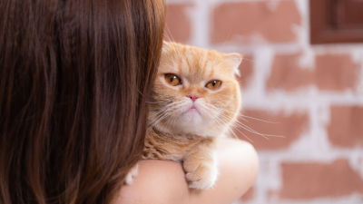 La salud de tu gato