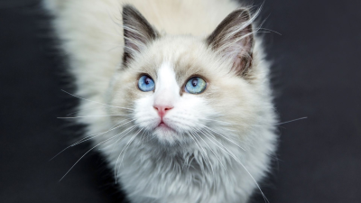 Los sentimientos de los gatos