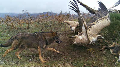 Territorio salvaje: El territorio del lobo ibérico