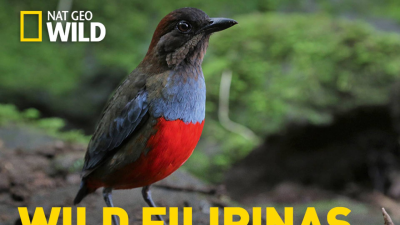 Wild Filipinas: Paraíso salvaje