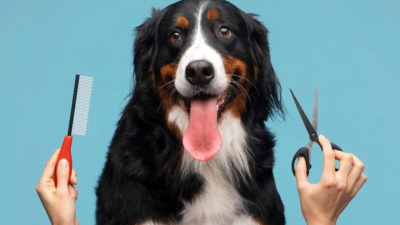 Cuidados básicos de los perros