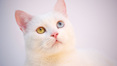 Dueños y gatos