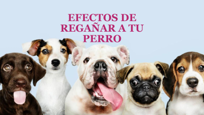 Efectos de regañar a tu perro