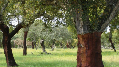 El bosque protector: El lince ibérico