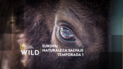 Europa: naturaleza salvaje · El lince perdido