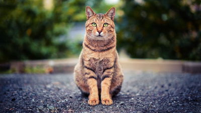Tips para vivir con gatos