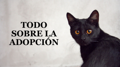 Todo sobre la adopción
