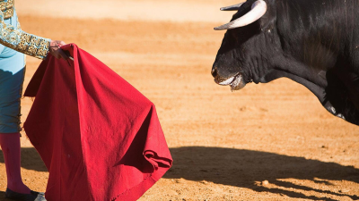 Toros
