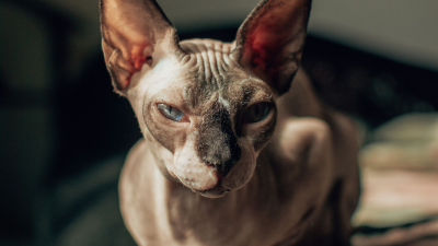 Conoce mejor a los gatos