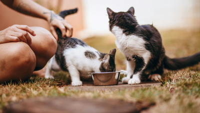 Cuida la alimentación de tu gato