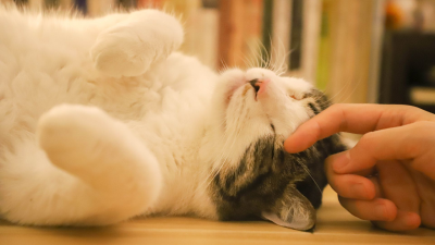 Entretén a tu gato