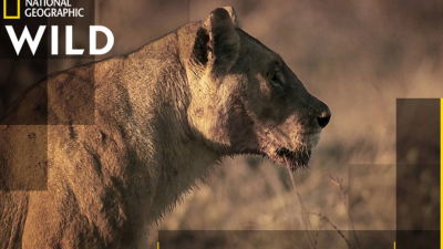 Hermanos leones: de cachorros a reyes
