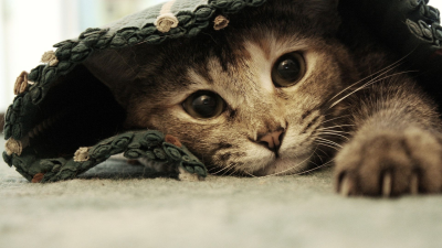 ¿Qué tipo de gato es el tuyo?