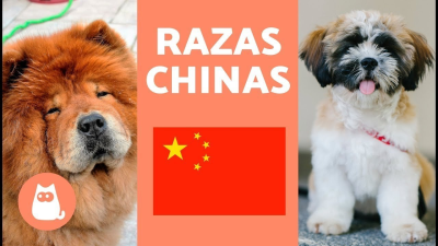 Características de diferentes razas