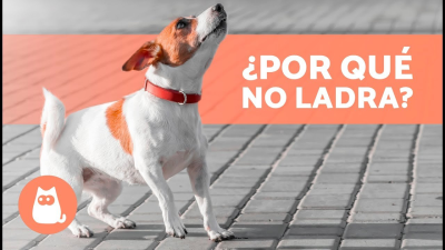 ¿Cómo se comunica?
