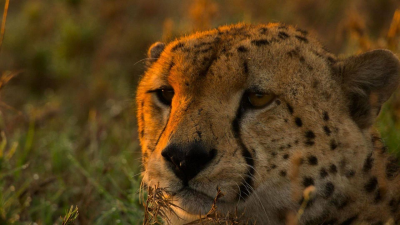 Grandes especies de África · Grandes felinos