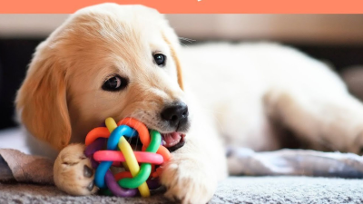Todo sobre los cachorros