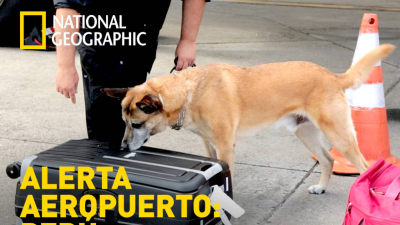 Alerta Aeropuerto 3: Perú E3