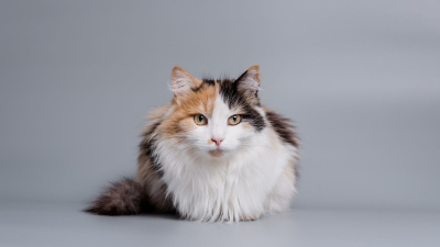 ¿Cómo son los gatos?