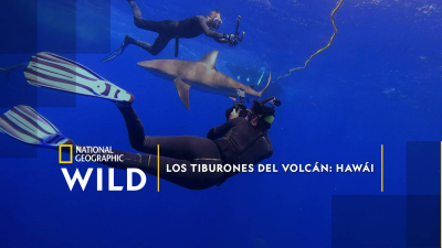 Los tiburones del volcán: Hawái