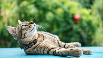 Algunas de las principales razas de gatos