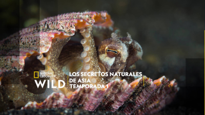 Los secretos naturales de Asia · Jóvenes y salvajes