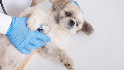 ¿Qué enfermedades pueden sufrir los perros?