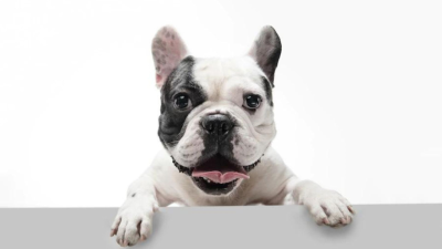 Aprende más sobre razas de perros