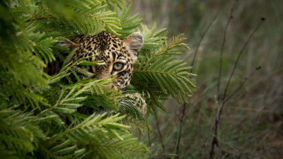 El juego de tronos de los leopardos: Agitación · Inquietud