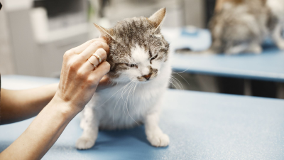 La salud de los felinos