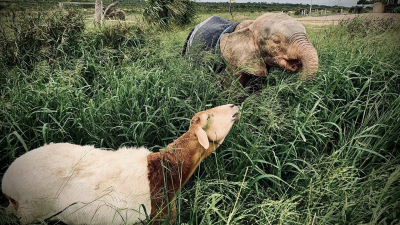 Rescate de animales bebé E9