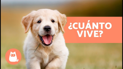 Sus etapas de la vida