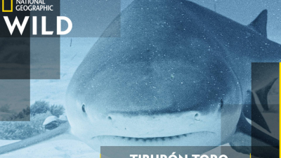 Tiburón toro embravecido
