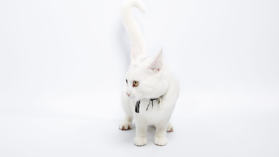 ¿Cómo se comunica tu gato?