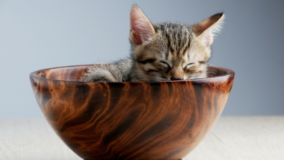 Cuidados básicos de los gatos