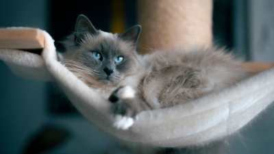 Cuidados necesarios de los gatos