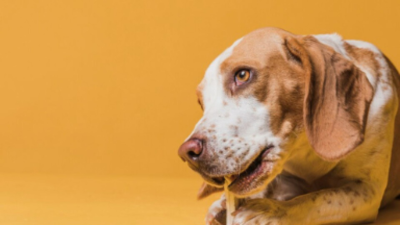 La alimentación de los perros