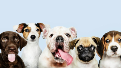Perros que son o parecen...