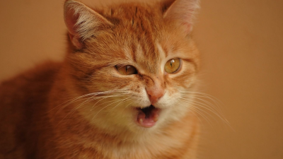 Comportamientos curiosos que hacen los gatos