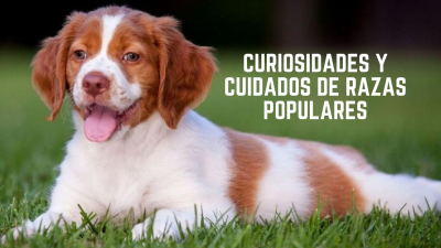 Curiosidades y cuidados de razas populares