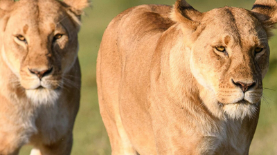 Reinas del mundo salvaje: Reinas de la montaña