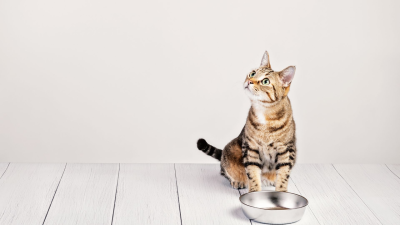 Curiosidades sobre los gatos