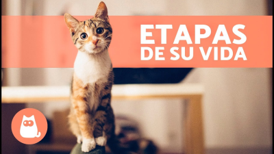 Etapas de la vida