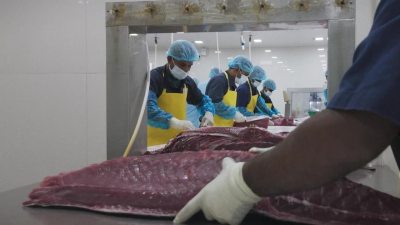 The Sushi Hype - Lifestyle Trend With a Dark Side